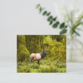 Bull Roosevelt Elk permanent in beemdje Briefkaart (Staand voorkant)