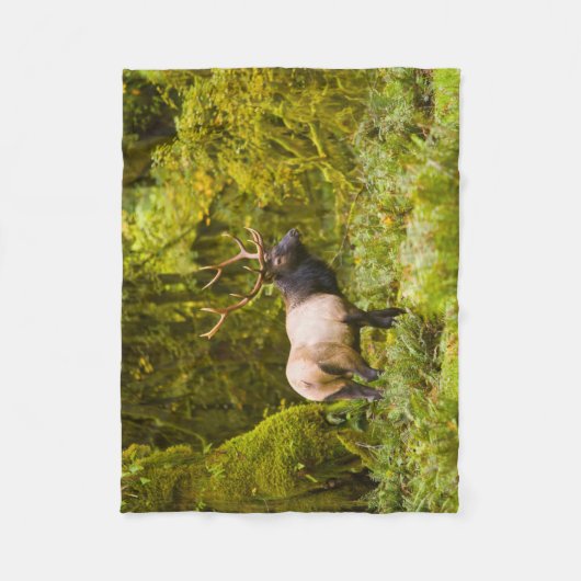 Bull Roosevelt Elk permanent in beemdje Fleece Deken (Voorkant)