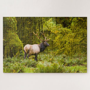 Bull Roosevelt Elk permanent in beemdje Legpuzzel