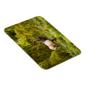 Bull Roosevelt Elk permanent in beemdje Magneet (Rechterzijde)