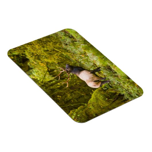 Bull Roosevelt Elk permanent in beemdje Magneet (Rechterzijde)