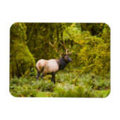 Bull Roosevelt Elk permanent in beemdje Magneet (Horizontaal)