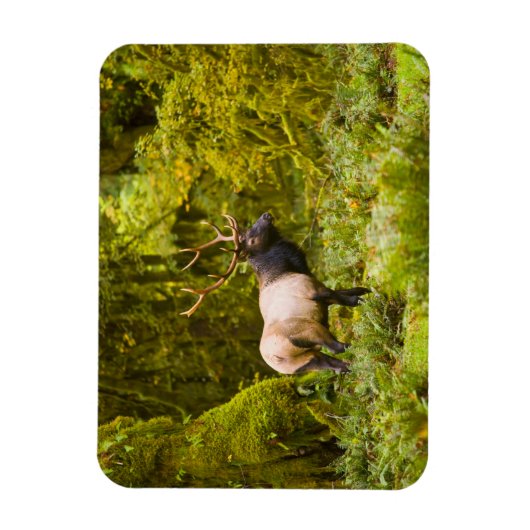 Bull Roosevelt Elk permanent in beemdje Magneet (Verticaal)