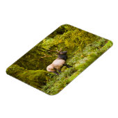 Bull Roosevelt Elk permanent in beemdje Magneet (Linkerzijde)