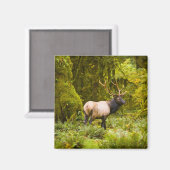 Bull Roosevelt Elk permanent in beemdje Magneet (Voorkant / Achterkant)