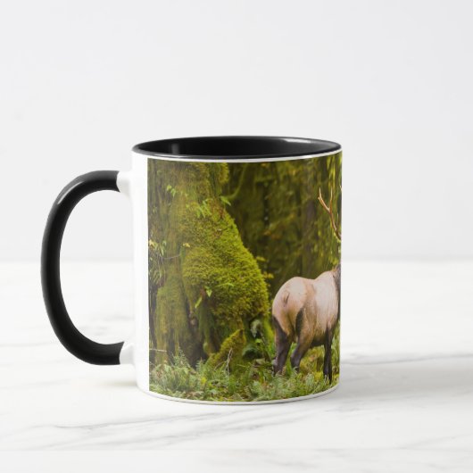 Bull Roosevelt Elk permanent in beemdje Mok (Links)