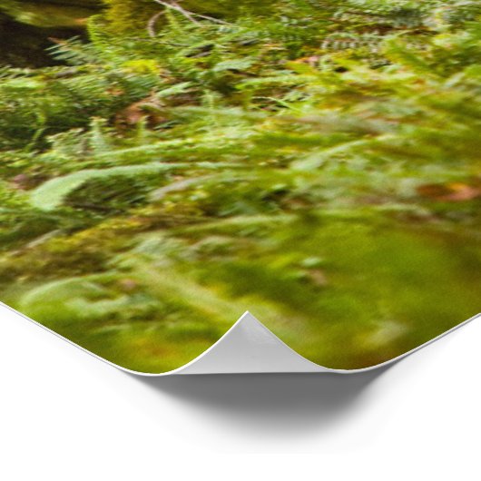 Bull Roosevelt Elk permanent in beemdje Poster (Hoek)