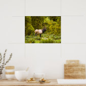 Bull Roosevelt Elk permanent in beemdje Poster (Keuken)