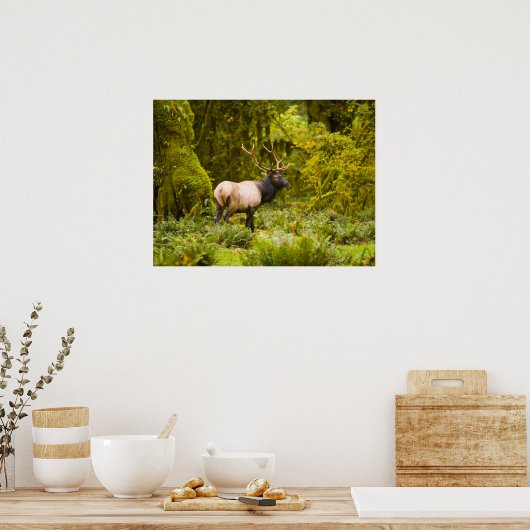 Bull Roosevelt Elk permanent in beemdje Poster (Keuken)