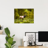 Bull Roosevelt Elk permanent in beemdje Poster (Thuiskantoor)