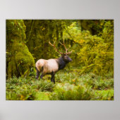 Bull Roosevelt Elk permanent in beemdje Poster (Voorkant)