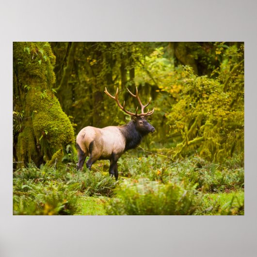 Bull Roosevelt Elk permanent in beemdje Poster (Voorkant)
