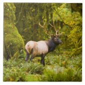 Bull Roosevelt Elk permanent in beemdje Tegeltje (Voorkant)