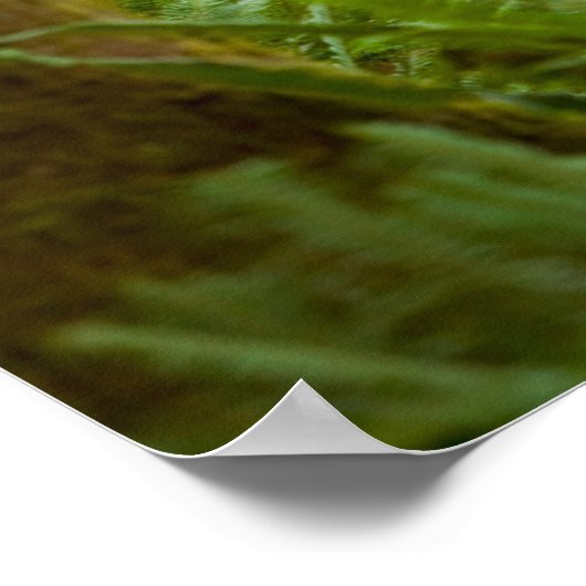 Bull Roosevelt Elk Poster (Hoek)