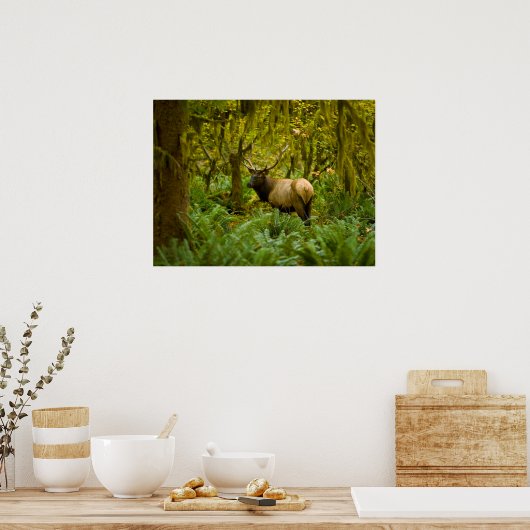Bull Roosevelt Elk Poster (Keuken)