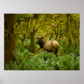 Bull Roosevelt Elk Poster (Voorkant)