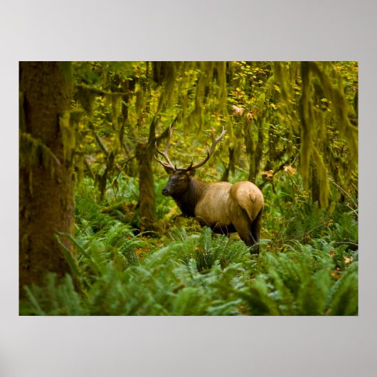 Bull Roosevelt Elk Poster (Voorkant)