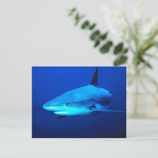 Bull Shark Briefkaart (Staand voorkant)