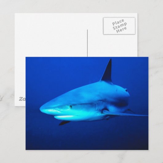 Bull Shark Briefkaart (Voorkant / Achterkant)