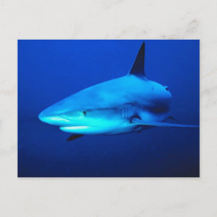 Bull Shark Briefkaart