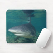 Bull Shark - Carcharhinus leucas Muismat (Met muis)