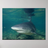 Bull Shark - Carcharhinus leucas Poster (Voorkant)