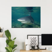 Bull Shark - Carcharhinus leucas Poster (Thuiskantoor)