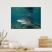 Bull Shark - Carcharhinus leucas Poster (Keuken)