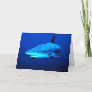 Bull Shark Kaart