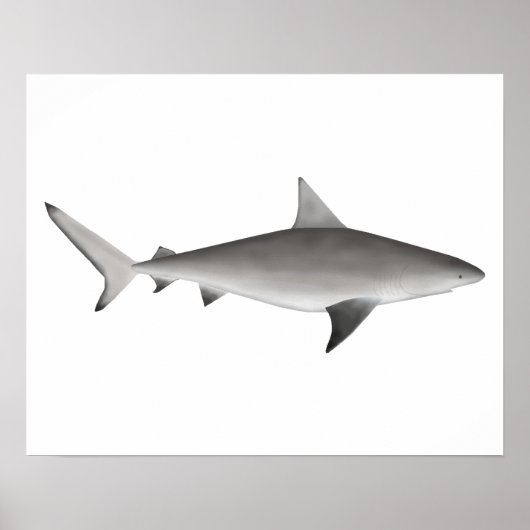 Bull Shark Poster (Voorkant)