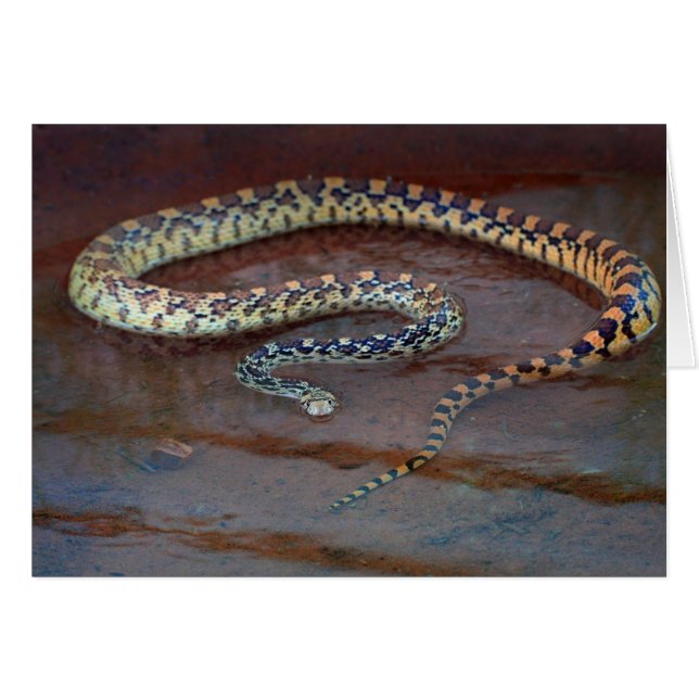Bull Snake (Voorkant Horizontaal)