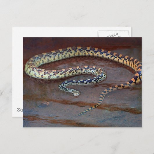 Bull Snake Briefkaart (Voorkant / Achterkant)