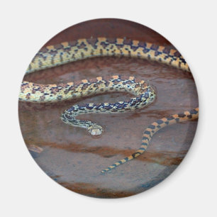 Bull Snake Magneet