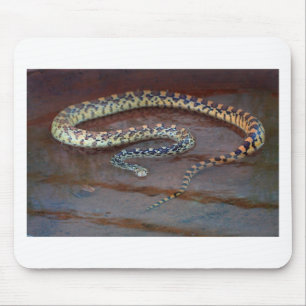 Bull Snake Muismat