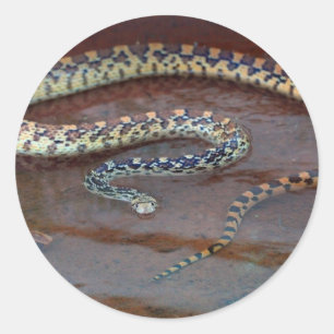 Bull Snake Ronde Sticker