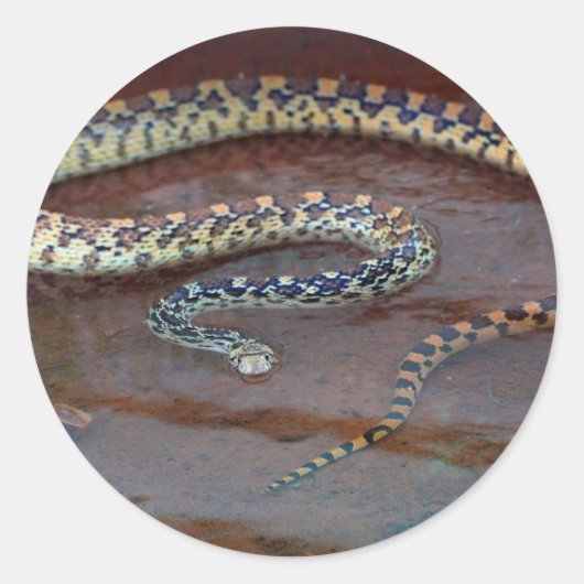 Bull Snake Ronde Sticker (Voorkant)