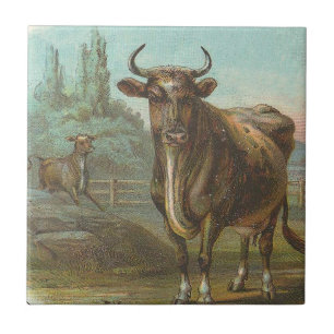 Bull Tegeltje
