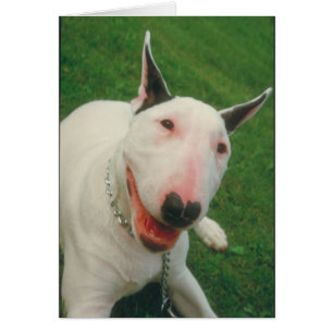 Bull Terrier