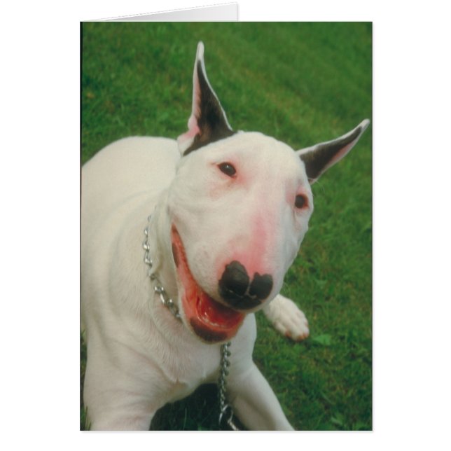 Bull Terrier (Voorkant)