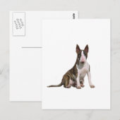 Bull Terrier (B) - Tigrestrepen en wit Briefkaart (Voorkant / Achterkant)