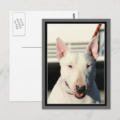 Bull Terrier Briefkaart (Voorkant / Achterkant)