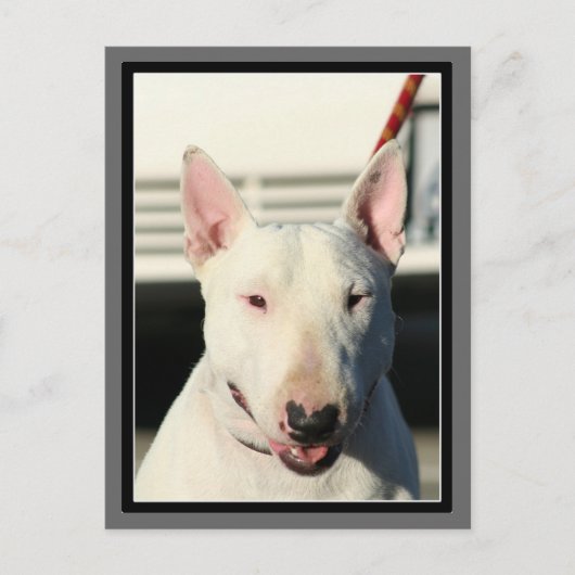 Bull Terrier Briefkaart (Voorkant)