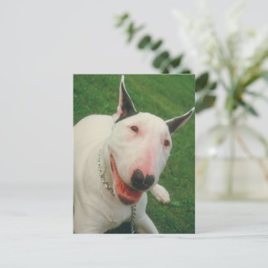 Bull Terrier Briefkaart (Staand voorkant)