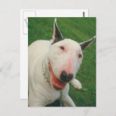 Bull Terrier Briefkaart (Voorkant / Achterkant)