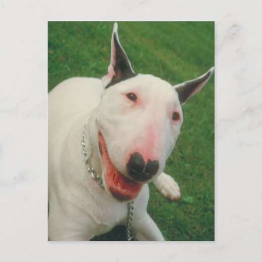 Bull Terrier Briefkaart (Voorkant)