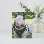 Bull Terrier Briefkaart (Staand voorkant)