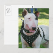 Bull Terrier Briefkaart (Voorkant / Achterkant)