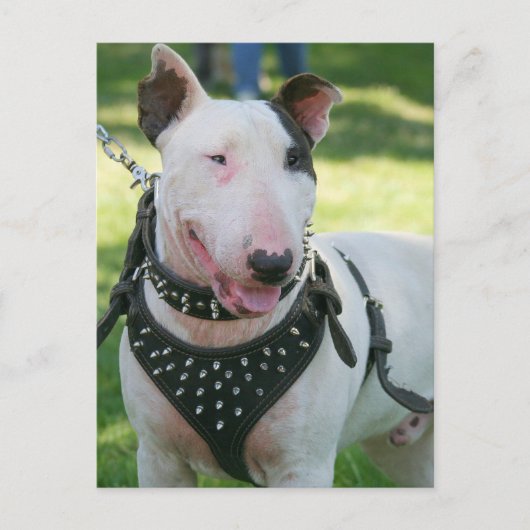 Bull Terrier Briefkaart (Voorkant)