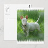 Bull Terrier Briefkaart (Voorkant / Achterkant)