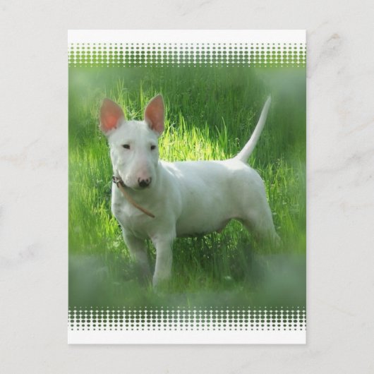Bull Terrier Briefkaart (Voorkant)